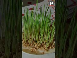 Sainte-Barbe : il est l'heure de planter le blé de l'Éspérance