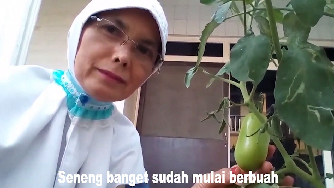 GARDENING : PLANTING TOMATOES IN BETWEEN PAVINGS