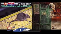 New York Government Took Out The Job Of Catching Rats, Offering 1 Crore Salary _ V6 Teenmaar