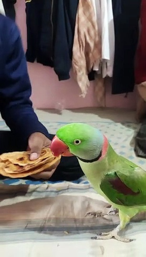 ⁣CUTE PARROT, TALKING PARROT, AMAZING TALKING PARROT, PARROT, BIRD, ALEXANDER PARROT, SPEAKING PARROT