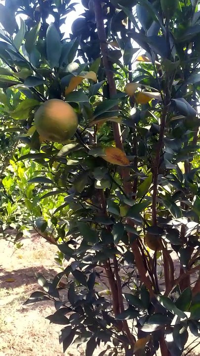 ORange cultivation ।।।  Orange  garden।।. কমলা বাগান  #orange