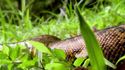 Snakezilla: How Massive Was the Titanoboa? 🐍