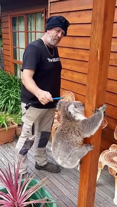 Guy Makes Friends with a Koala