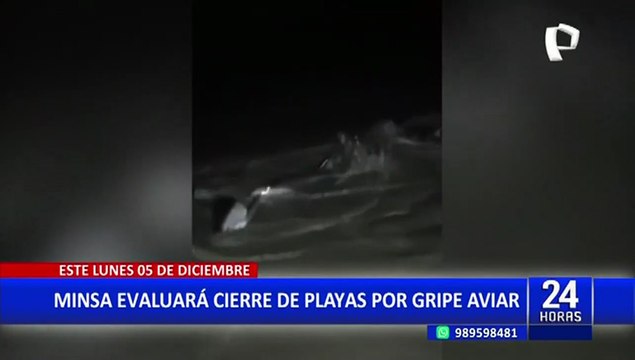 Casma: aparecen delfines varados en playa La Gramita