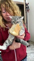 Kitty Munches on Loaf of Bread