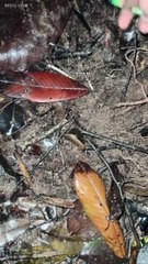 Paranormal activity ghost on camera part 23