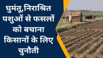 गाजीपुर: किसानों के लिए बड़ी मुसीबत बने घुमंतू पशु, जिम्मेदार नहीं दे रहे ध्यान