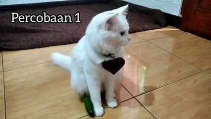 Pembuktian Mitos Kucing Takut Timun