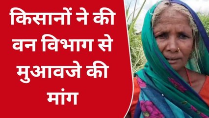 बहराइच: जंगली हाथियों ने बर्बाद की थी फसल, किसानों ने वन विभाग से मांगा मुआवजा