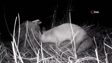 Tilkinin post mücadelesi fotokapana böyle yansıdı