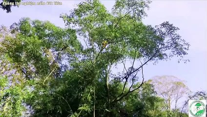 Buổi sáng sôi động của gia đình vượn. Active morning of yellow checked crested gibbon family.