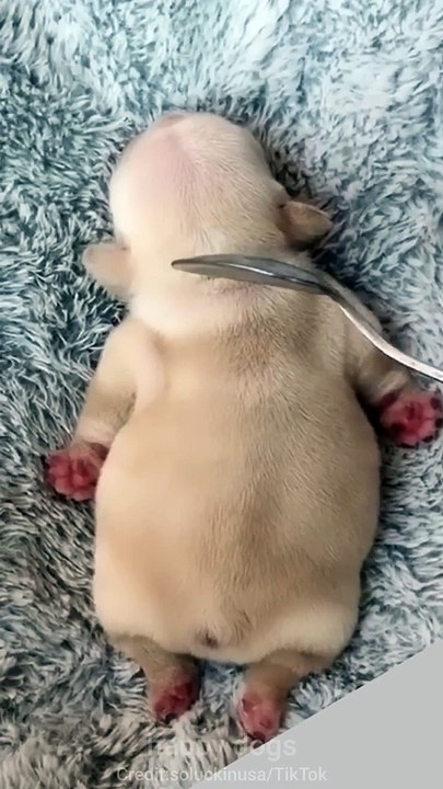 Super_funny_dog_videos_from_TikTok_-_Try_not_to_laugh_-_Puppy_or_cake?