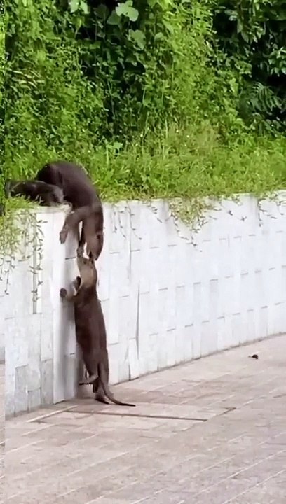 How_Can_Otters__cross_this_Wall_-_Amazing_talent || cross other and move forward