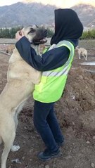 SU ALTINDA KALACAK YUSUFELİ'DE SOKAK HAYVANLARI DA GÜVENLİ BÖLGELERE TAŞINDI