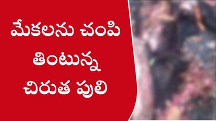 ఎల్లారెడ్డి: చిరుతపులి దాడిలో మరో రెండు మేకలు మృతి