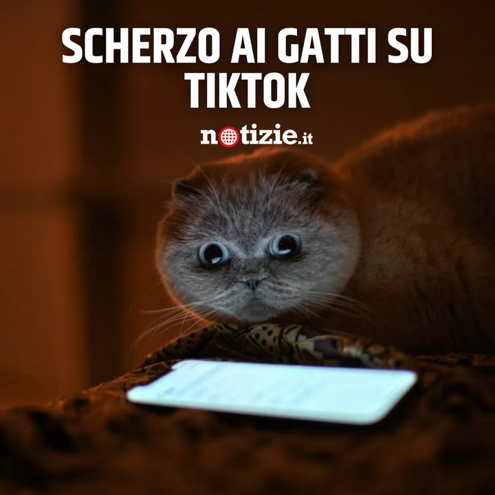 Uno scherzo per i gatti: il divertente trend di TikTok