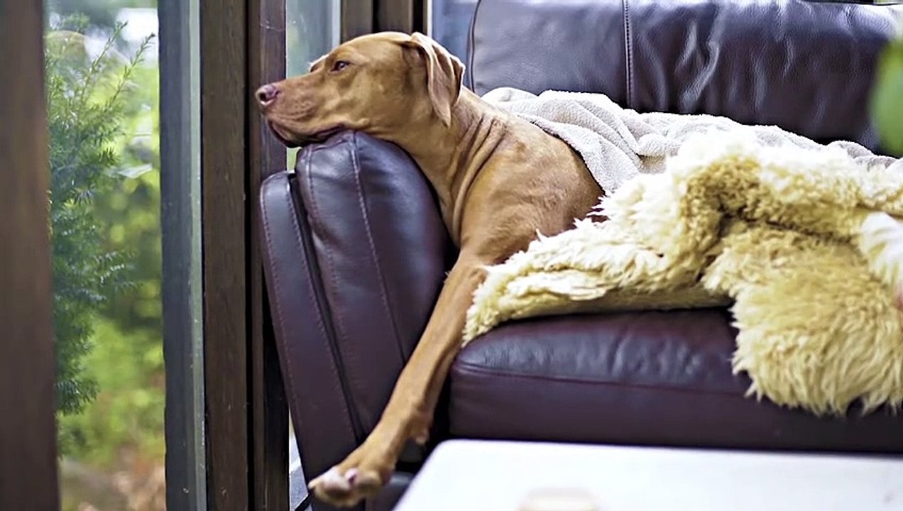 How pets dogs are going on