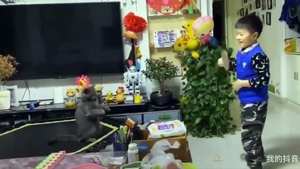 Baby Cats - Cute and Funny Cat Videos Compilation #12 _ Aww Animals