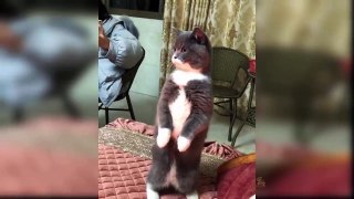 Baby Cats - Cute and Funny Cat Videos Compilation #36 _ Aww Animals
