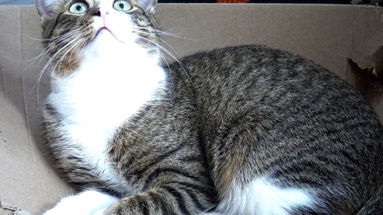 Cat Is Very Attentive