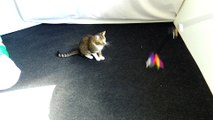 Cat Jumps Very High when Playing