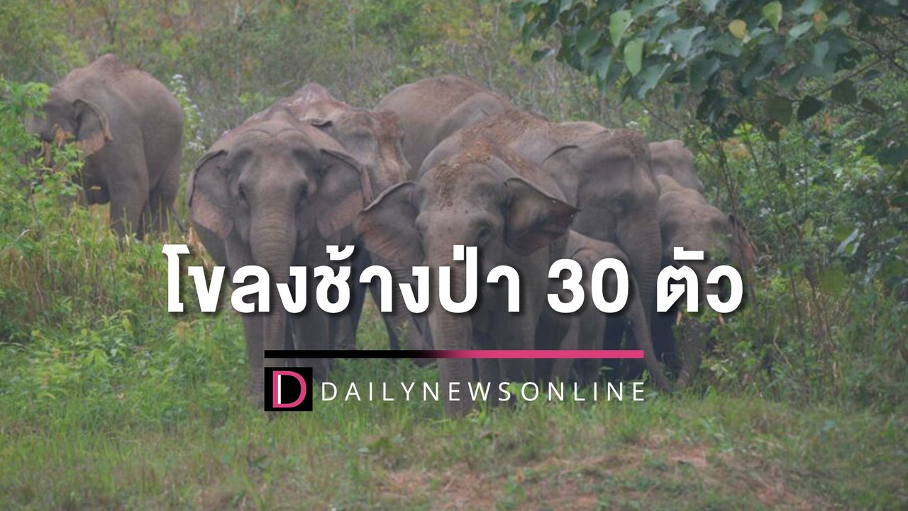 "โขลงช้างป่า 30 ตัว" อวดโฉมนักท่องเที่ยว "โป่งทุ่งกวาง" เขาใหญ่ | HOTSHOT เดลินิวส์ 04/12/65