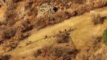 Elazığ'da dağ keçileri sürü halinde böyle görüntülendi