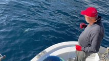 ÇANAKKALE - Balıkçının oltasına ak lagos balığı takıldı