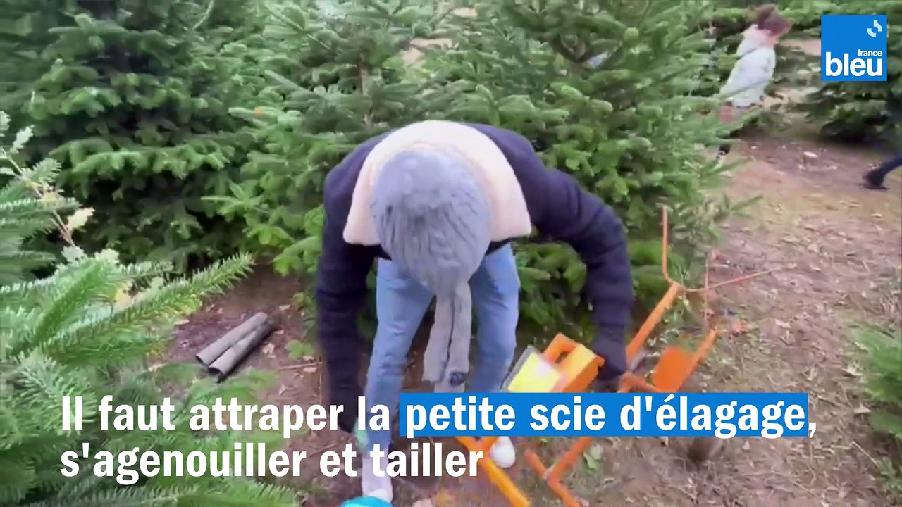 Couper son propre sapin !