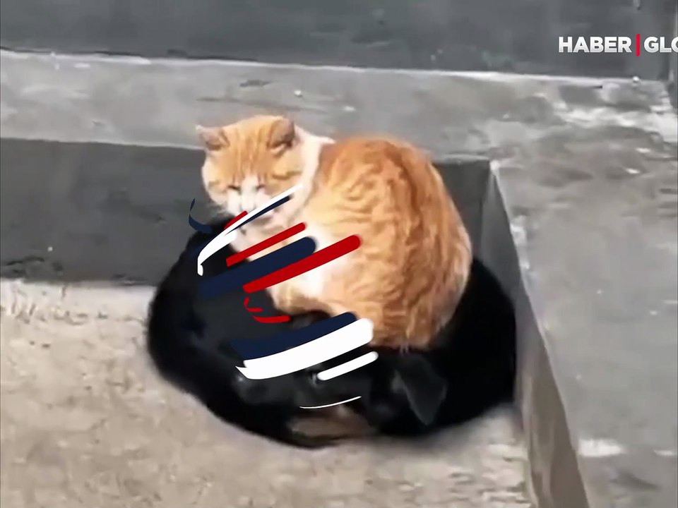 Düşmanlığa bir müddet ara verdiler: Akıllı kedi sokak köpeğinin üstünde ısındı