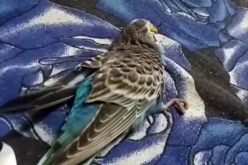 HELP PLEASE ! Whats Wrong With My Budgie ! _HIGH