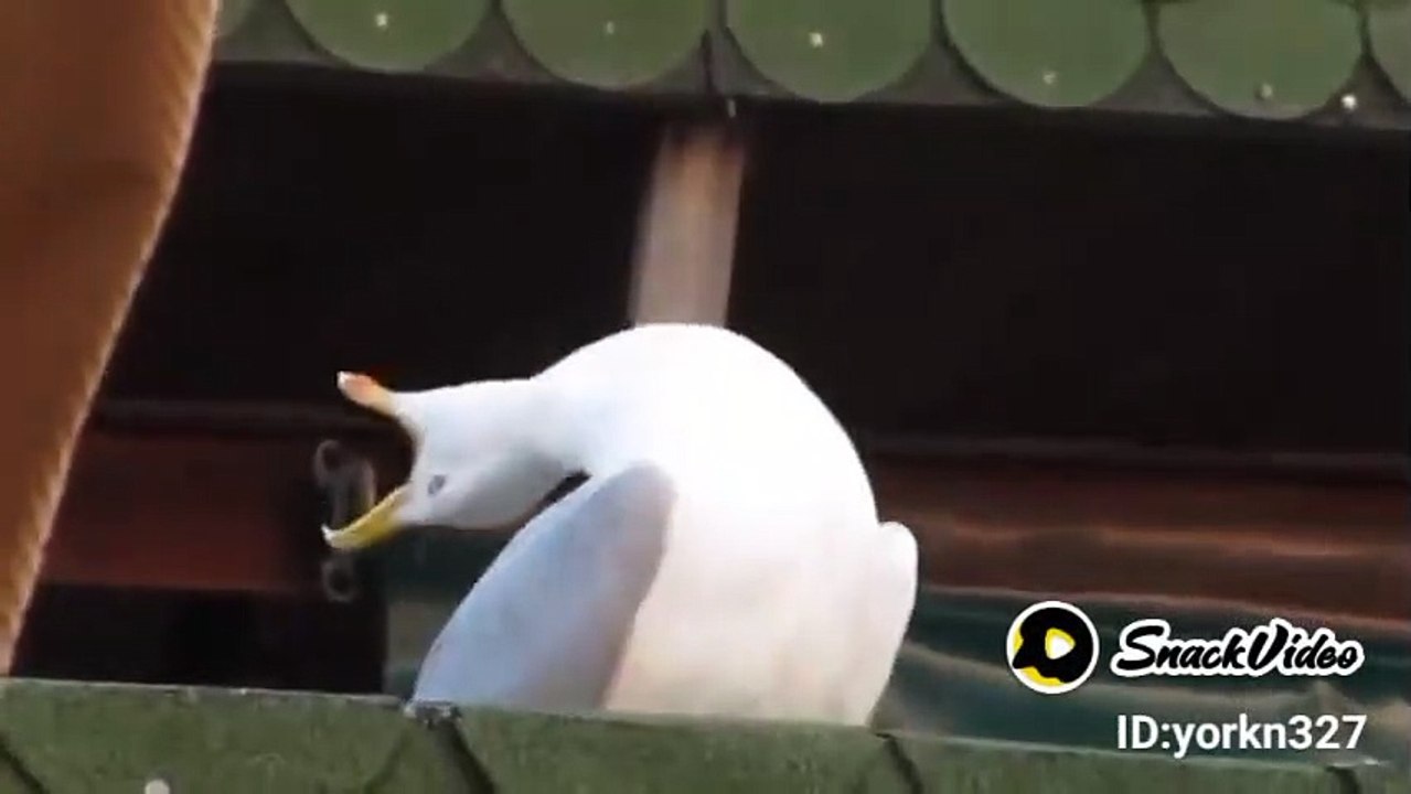 Funny Memes/Funny Video (1)