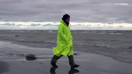 Массовая гибель "краснокнижного" каспийского тюленя