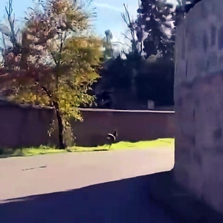 Una pareja de corzos se pasea por la zona de los cigarrales de Toledo