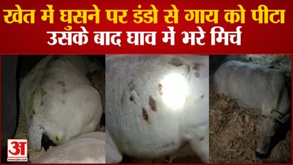 खेत में घुसने पर डंडो से गाय को पीटा उसके बाद घाव में भरे मिर्च
