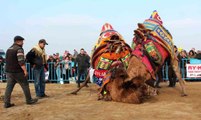 Alaşehir'de deve güreşlerine büyük ilgi