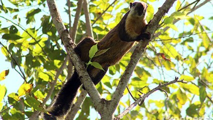 Discover Bali's Exotic Wildlife 🐒: A Journey Through Its Unique Animals