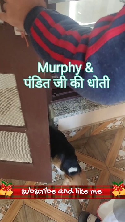 Puppy First Time Meeting with Pandit ji