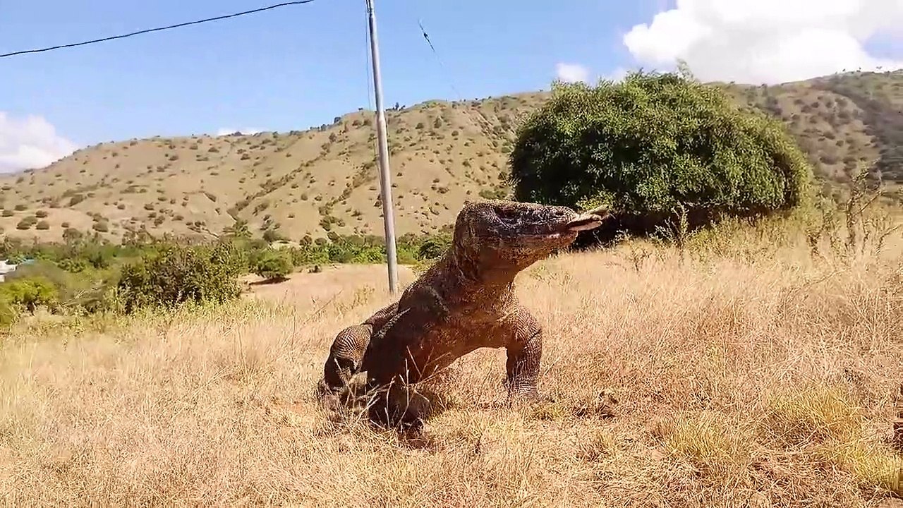 KOMODO | this is how nature keeps balance