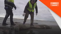 Spesies Terancam | 1,700 anjing laut ditemukan mati di pantai Rusia