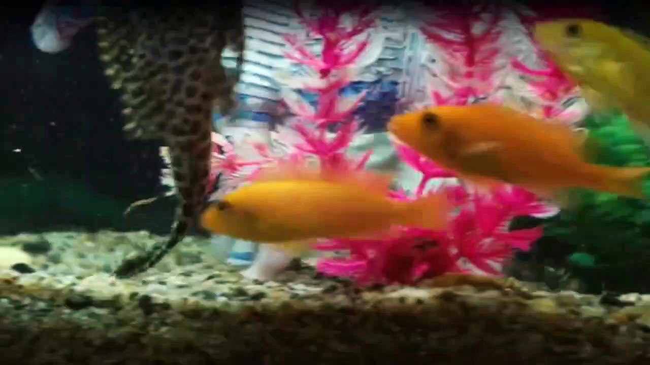 The Bridge - America Staffel 2 Folge 12 HD Deutsch