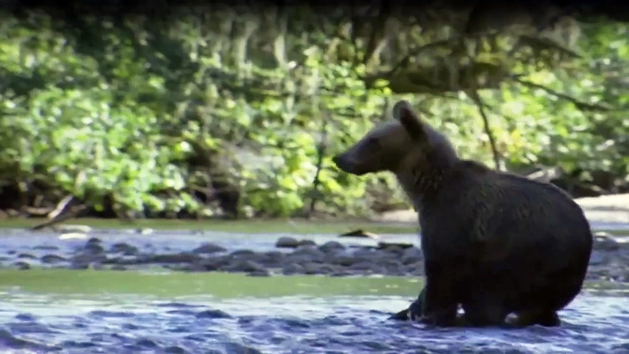 Wilde Tierbabys Staffel 1 Folge 3 - Part 02 HD Deutsch