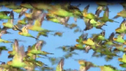 Wildes Australien (2014) Staffel 1 Folge 1 HD Deutsch