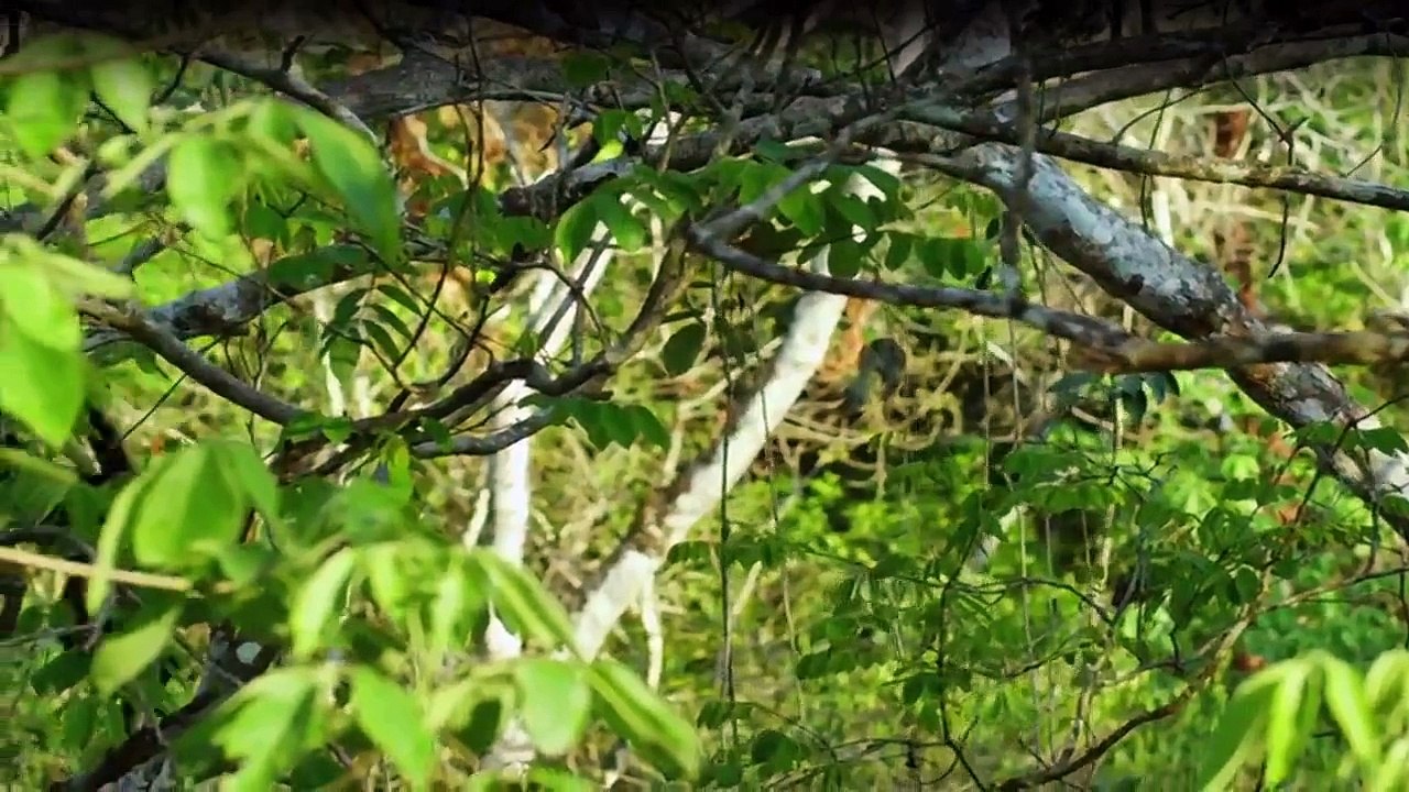 Wildes Mexiko Staffel 1 Folge 2 - Part 01 HD Deutsch