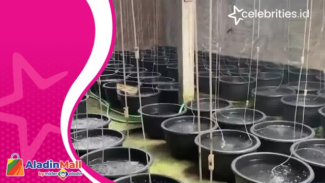 Modal Ember Plastik, Kakek Ini Untung Jutaan Rupiah Budi Daya Ikan Bawal