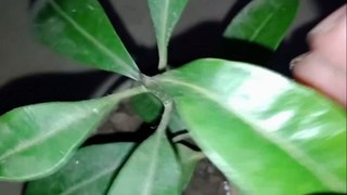 সফেদা / সবেদা চারা গাছ ।। Sapodilla / Sapota plant ।। #shorts #AnandaDGarden