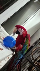 Macaw Puts on Hat