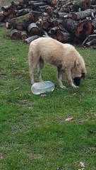 The puppy who wants to drink is trying to open the bottle cap first 