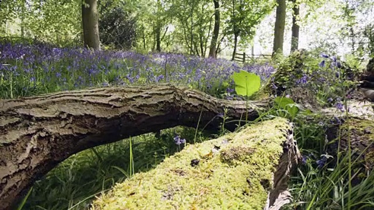 Bluebells Growing In UK Woodland With Fallen Tree In Foreground