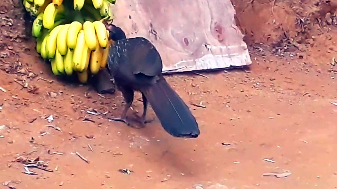 JACU COMENDO BANANA